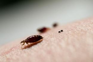 Bed Bugs Developing Resistance to Chemicals